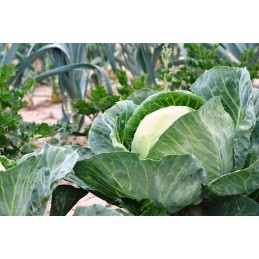 Agrotekstilė 3,2 m *20 m