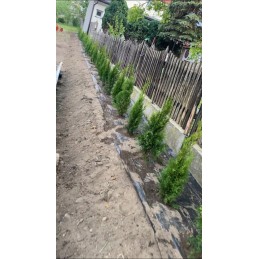 Agrotekstilė juoda saulėtekio standartinė uv70