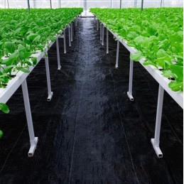 Agrotekstilė / agrotekstilė ant