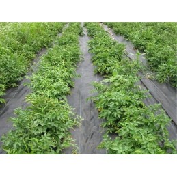 Spyruoklinė agrotekstilė, balta, 17g, 1,1x100m