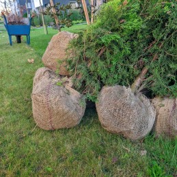 Džiuto audinys (sodininkystei) 200 g / 100 cm pločio / 100% džiuto / metrais