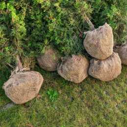 Džiuto audinys (sodininkystei) 200 g / 100 cm pločio / 100% džiuto / metrais