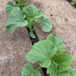 Biovatos mulčiavimas 0,8x5m