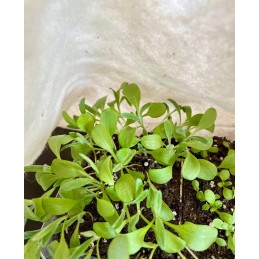 Neaustinis užvalkalas šerkšnui - avies vilna 1,6 m x 4 m