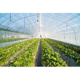 Tvirtas kilimėlis nuo piktžolių, agrotekstilė, 0,8x50m, 70g