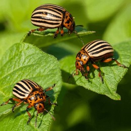 hobby apsauginė spyruoklinė agrotekstilė 3,2mx 20m 17g/m2 agrimpex