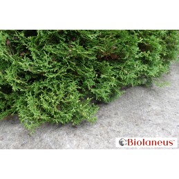 ✨ Labai storas biotekstilės mulčiavimas iš avies vilnos biolaneus 1x5m 250g