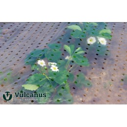✨ perforuota dengiamoji folija vulcanus vua30r daržovėms su UV filtru 5,4x10m skaidri
