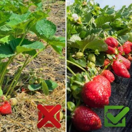 Agrotekstilė nuo piktžolių kilimėlis agrotekstilė juoda 0,8x50m 90g + inkarai