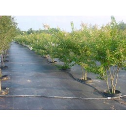 Agrotekstilė juoda saulėtekio standartinė uv70