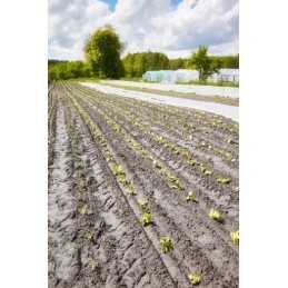 Žieminė agrotekstilė, balta, stora apsauginė danga krūmams, 1x1,6m