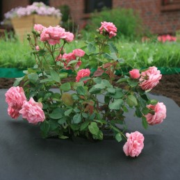 Bradas agrotekstilė 80g/m2 juoda 1,6m - metrais