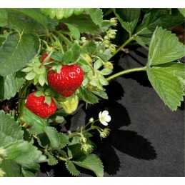 Bradas agrotekstilė 80g/m2 juoda 1,6m - metrais