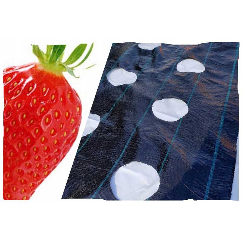 Agrotekstilė nuo piktžolių su paruoštomis skylutėmis agurkams, braškėms, avietėms, mėlynėms, gėlėms, dekoratyviniams medžiams ir