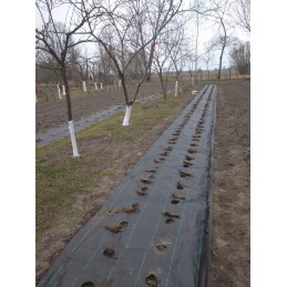 Agrotekstilė nuo piktžolių su paruoštomis skylutėmis agurkams, braškėms, avietėms, mėlynėms, gėlėms, dekoratyviniams medžiams ir