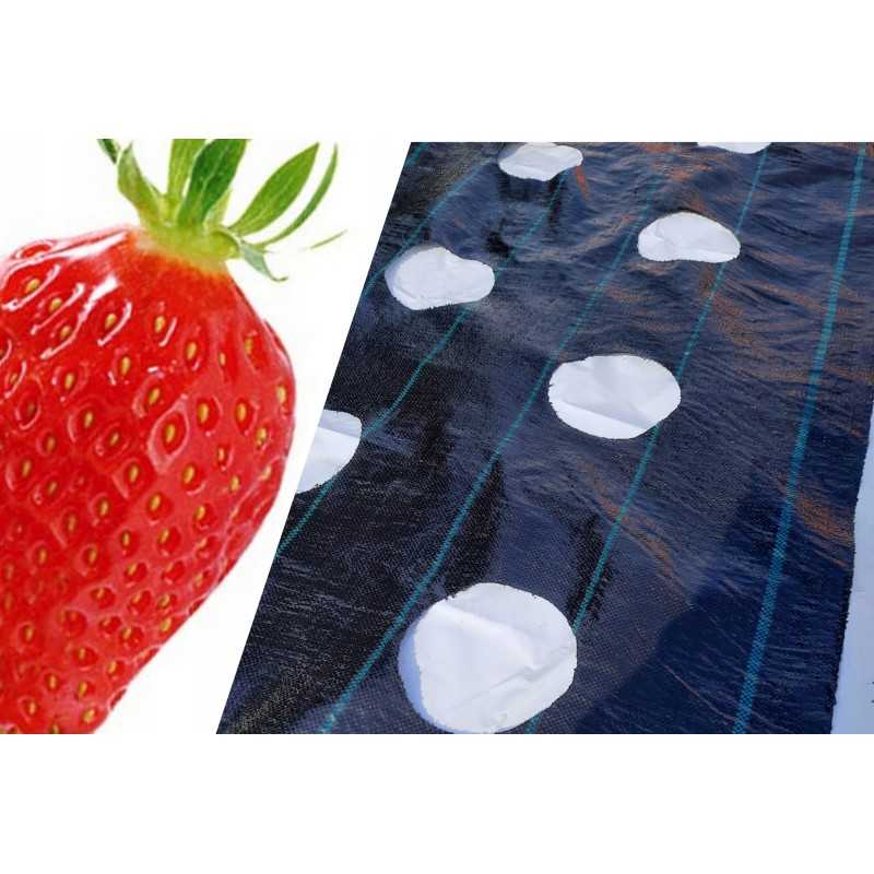 Agrotekstas su skylutėmis braškėms agurkams salatui