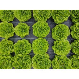 Agrotekstilė 270cm pločio 10m ilgio UV agrotekstilė piktžolėms 90g/m2 stiprus