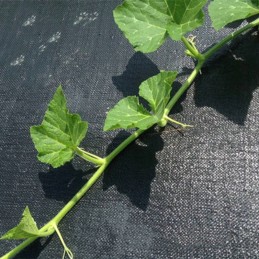 Agrotekstilė piktžolės 120cm x 10m storis 95g m2 uv