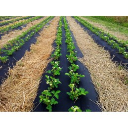 Agrotekstilė, skylutės braškėms, 80 cm x 10 m