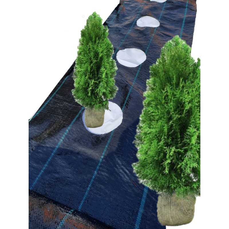 Žemės ūkio audinys didelės skylės tujoms kas 50cm 1 1x10m