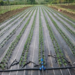 Žemės ūkio audinys piktžolėms su skylutėmis 160 cm x 5 metrai