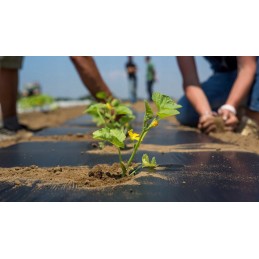 Biologiškai skaidi ir dirvoje kompostuojama folija mulčiavimui