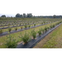 Agrotfabric 0,8x50m – 70g nuo piktžolių uv