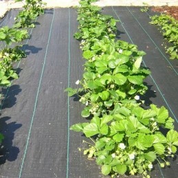 Žemės ūkio mulčiavimo audinys 0,8x50m.