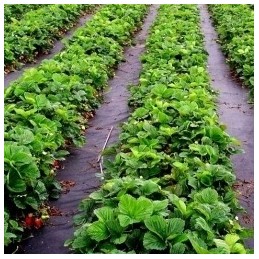 Žemės ūkio mulčiavimo audinys