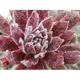 Agrotekstilė 1,6*20m p50