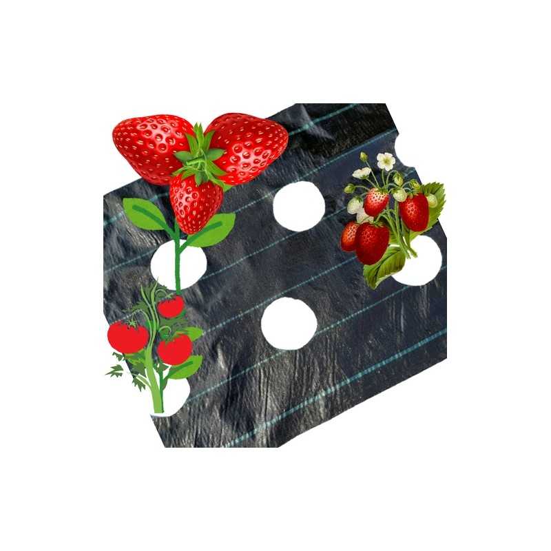 UV agrotekstilė su paruoštomis skylutėmis braškių, agurkų, salotų, pomidorų ir kt. sodinukams.