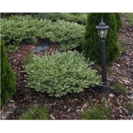 Agrotkanina kilimėlis su UV filtru nuo piktžolių