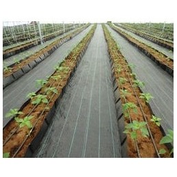 Juoda agrotekstilė piktžolėms su UV filtru, stipri agrotekstilė, 320 cm x 10 m