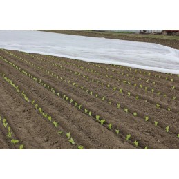 Balta žieminė agrotekstilė, plotis 6,35 m x 10 metrų, apsauga nuo šalčio