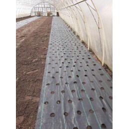 Agrotekstilė nuo piktžolių su paruoštomis skylutėmis agurkams, braškėms, avietėms, mėlynėms, gėlėms, dekoratyviniams medžiams ir