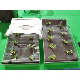 Agromedžiaga piktžolėms su skylutėmis braškėms