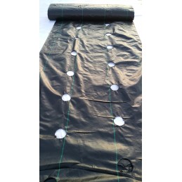 Žemės ūkio audinys piktžolėms su skylutėmis 80 cm x 10 m