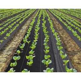 Aukciono objektas – agrotekstilė 1,10 m x 20 m, juoda, 70 g/m2