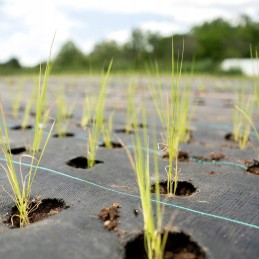Sekey agrotekstilės mulčiavimas (nuo piktžolių), juodas, 2x5m