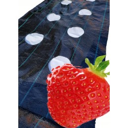 Žemės ūkio audinys su skylutėmis braškėms 80 cm x 10 m