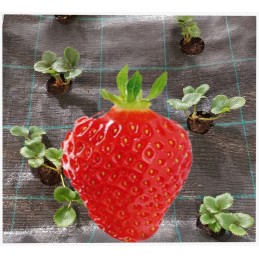 Žemės ūkio audinys su skylutėmis braškėms 80 cm x 10 m