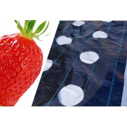 Žemės ūkio audinys su skylutėmis braškėms 80 cm x 10 m