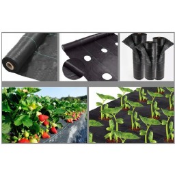 Agrotekstilė braškėms sodinti su skylutėmis agurkams, salotoms ir pomidorams