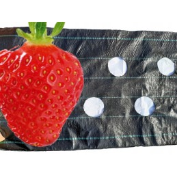 Agrotekstilė braškėms sodinti su skylutėmis agurkams, salotoms ir pomidorams