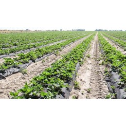 Agrotekstilė braškėms sodinti su skylutėmis agurkams, salotoms ir pomidorams