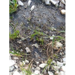 Juodos agrotekstilės standartas uv70 + kaiščiai