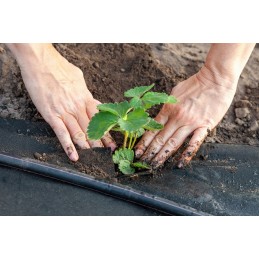 ☘️antipiktžolių agrotekstilė agrotekstilė 70g 1x50m☘️