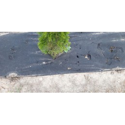 Agrowwoven 1 6x20 storis 100g agroaudinis piktžolėms po veja geriausias