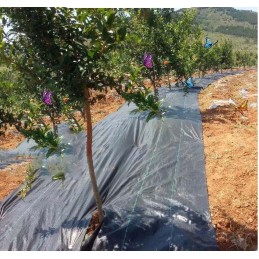 Tvirta nuo piktžolių agrotekstilė 1m x 50m 70g/m2