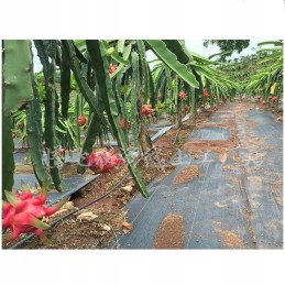 Tvirta nuo piktžolių agrotekstilė 1m x 50m 70g/m2